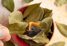 მედიუმ ხოსე დეივ კორტეზის რჩევა ფინანსების მოსაზიდად