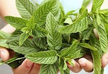 „დაკიდეთ კარზე პიტნის კონა…“ – ეზოთერიკოსის რჩევა Hands cradle a bunch of fresh green mint leaves, showcasing their textured leaves and vibrant color