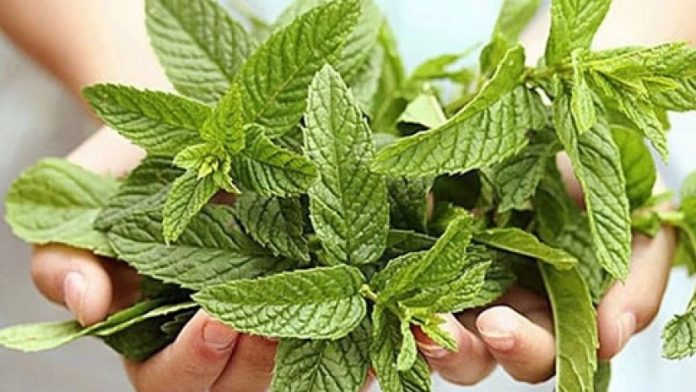 Hands cradle a bunch of fresh green mint leaves, showcasing their textured leaves and vibrant color