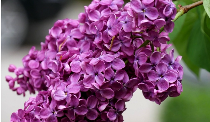 Close-up of vibrant purple lilac blossoms in a dense cluster on a branch with green leaves nearby.