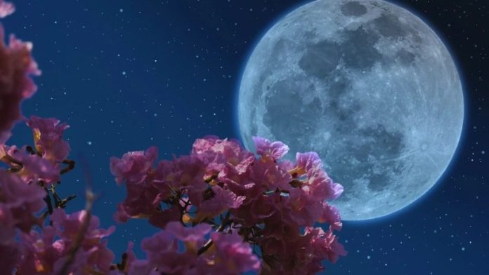 Blue-toned full moon in a starry night sky with pink blossoms in the foreground.